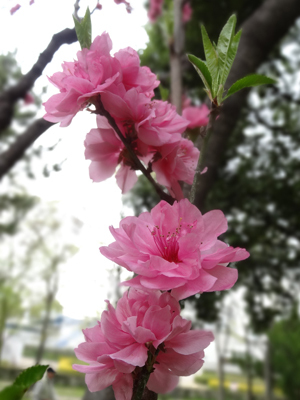 長居公園のお花たち