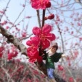 梅の花とフチ子さん