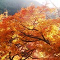 音羽三山と談山神社