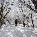 高見山の霧氷