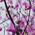 雲山峰にて桜とミツバツツジとフチ子さん