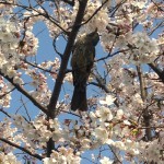 桜と鳥と月と酔う人達。