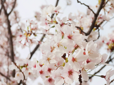 長居公園のお花たち (6)