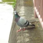 【写真】長居公園のバラ