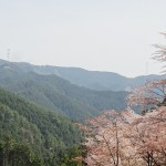 吉野奥千本と桜