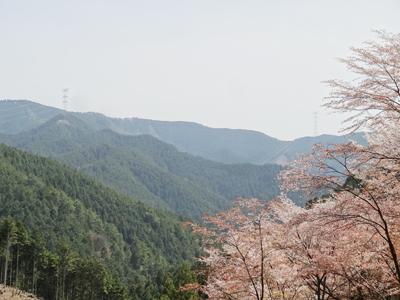 吉野　千本桜