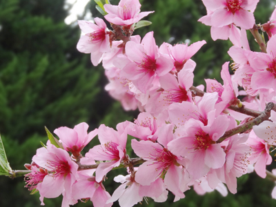 長居公園のお花たち (3)