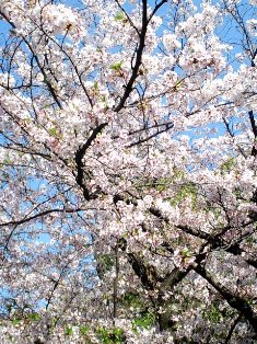 高津神社の桜。写真も設定が大事。