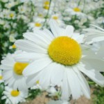 【写真】うつぼ公園にて薔薇その他