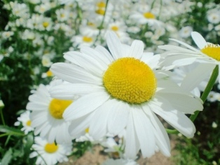 【写真】うつぼ公園にて薔薇その他