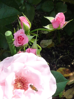 次はこんなん撮れました～花の文化園