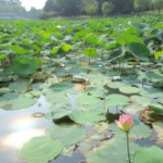 長居公園の蓮池に来てるよ