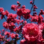 長居公園へ、お花見