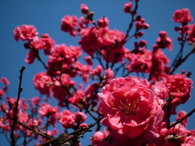 長居公園へ、お花見