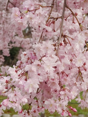 長居公園のお花たち (1)